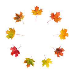 Wall Mural - autumn maple leaf isolated on white background with clipping path.