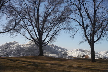 TWO WINTER TREE WITH A MOUND OF SNOW, BLUE SKY