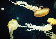 Yellow Jellyfishes Swimming In Sea