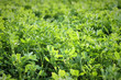 Alfalfa or lucerne plants Medicago sativa, perennial flowering plant