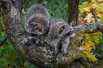 Wall Mural - raccoons (procyon lotor) in tree look in opposite directions autumn