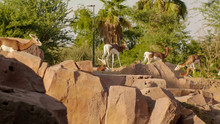 Gazelle In The Zoo Of The Arab Emirates.