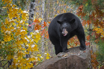 Wall Mural - black bear (ursus americanus) claws out looking out from rock autumn