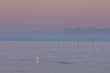 Pastel tone sunrise with crane bird and morning fog over the water of lake Trasimeno, reed in the front, hill silhouettes in the distance, Tuscany Italy.