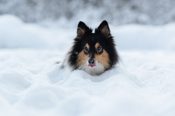 Wall Mural - A dog lying on the snow. High quality photo