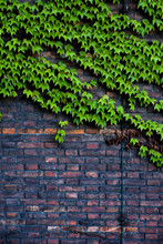Creeper Plants Growing On Brick Wall