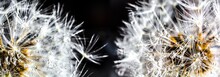 Panoramic Macro View Of Little Saturated Dandelions With Dew