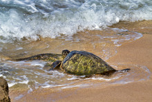 Large Green Sea Turtle Resting On A Sandy Beach On Maui.