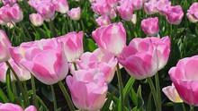 Pink White Tulips Sway In Light Spring Wind On Meadow Against Red And Yellow Blooming Flowers Extreme Close View