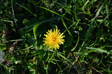 Wall Mural - Dandelion