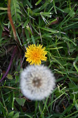 Dandelions