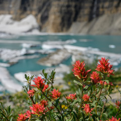 Poster - Indian Paintbrush With Icebergs in Background