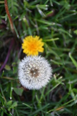 Dandelion