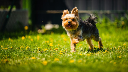 Wall Mural - Cute Yorkshire Terrier dog running in the grass full of dandelions.