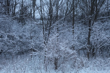 SNOW, FOREST, TREE, WINTER DAY, SEAONS