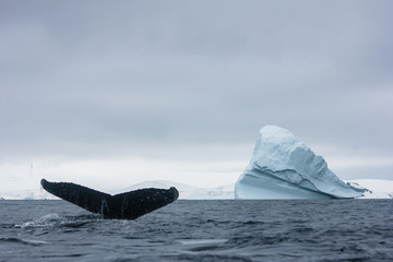 Wall Mural - humpback whale iceberg in antarctica 