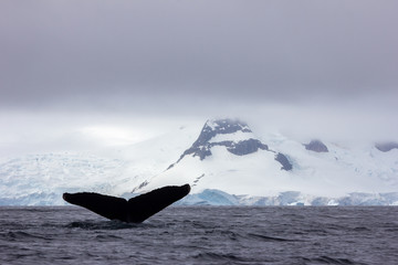 Wall Mural - iceberg in antarctica with whale