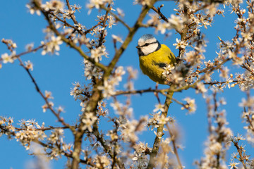 Eurasian blue tit (Cyanistes caeruleus) in the branches of a freshly bloomed shrub