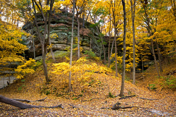Wall Mural - Peak autumn colors at the bottom of a sandstone canyon.