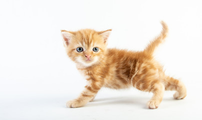 Cat baby tabby Kitten Cute Beautifu on white background