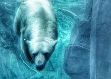 Polar Bear Swimming In Sea