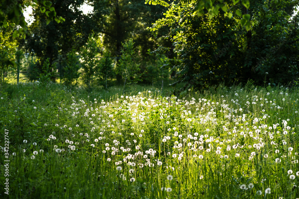 Whate dandelions bloom in a sun meadow near the forest - obrazy, fototapety, plakaty 