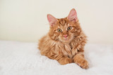 Fototapeta Koty - Cute little red kitten lies on a white blanket