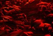 School Of Fish In Red Aquarium