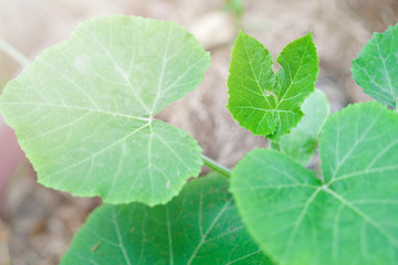 Wall Mural - green leaf in natural background.