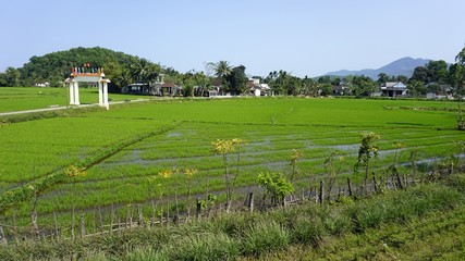 Poster - green rice fields near hue