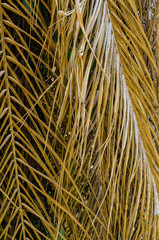 Wall Mural - Texture of Dried Palm Leaf for Natural Background Used.