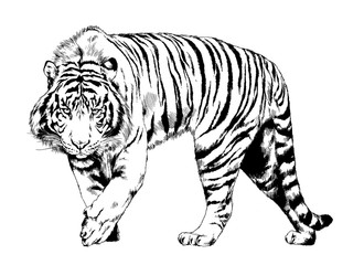 Wall Mural - tiger drawn with ink from the hands of a predator tattoo logo