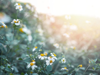 Wall Mural - close up small wild white flowers field and leaves in bloom.