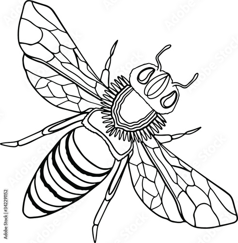 Download Decorative Cute Bee Coloring Page Hand Drawn Vector Ornamental Wasp Coloring Book For Children And Adults Isolated On White Background Dood And Zen Meditation Relaxation Outline Insect Doodle Stock Vector Adobe