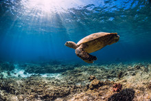 Sea Turtle Glides In Blue Ocean. Turtle Swim Underwater Sea