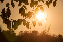 Close-up Of Silhouette Leaves Against Sun