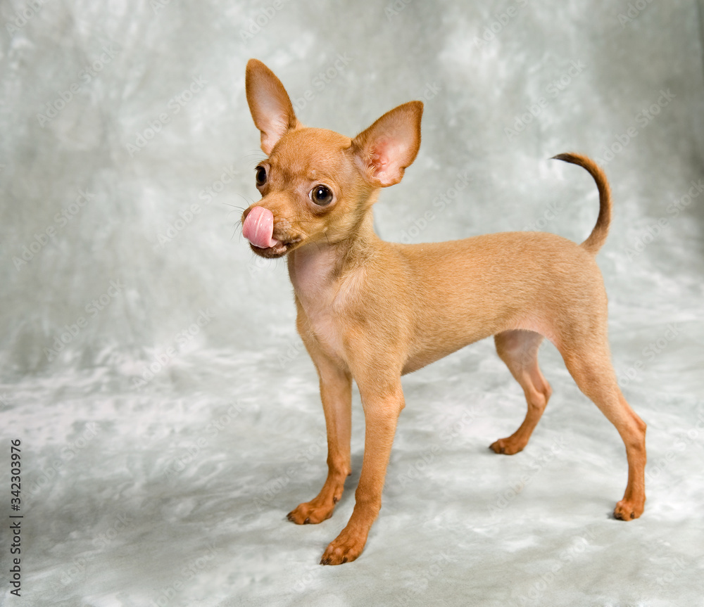 mini russian toy terrier