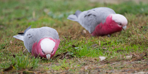 Wall Mural - Two Galahs Feeding