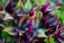 Background Of Wandering Jew Plant.