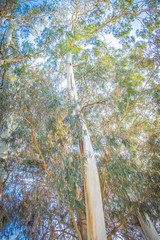 Wall Mural - Background from silhouettes of plant branches. Wallpaper made of wood, bamboo, eucalyptus.