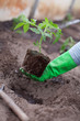 © DariaTrofimova - tomato seedlings in hand