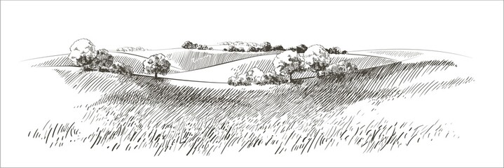 vector sketch green grass field on small hills. meadow, alkali, lye, grassland, pommel, lea, pastura