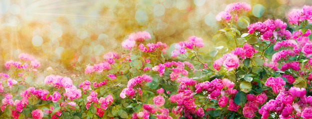 Wall Mural - Pink roses  in summer garden in day light
