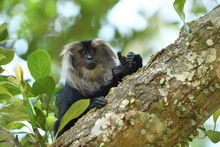 Lion Tailed Macaque Monkey