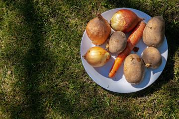 Plate with raw vegetables on the grass. There is a place for text