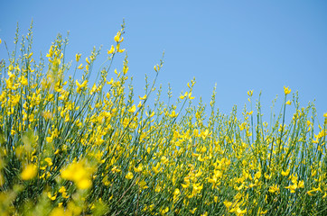 Bright yellow flowers against blue sky. Wild flowers on long green stalks on turquoise background. Selective focus image, summer background, copy space.