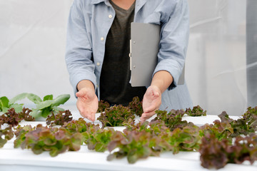 Wall Mural - Man checking quality hydroponic organic vegetable farm