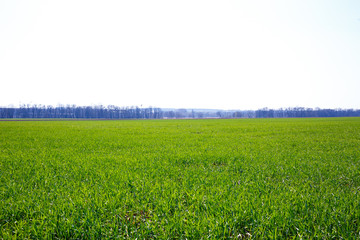 A green field on which grass grows. Agricultural landscape in the summer