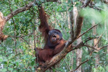 Orangutan on the tree lush foliage rainforest jungles East Kalimantan Tanjung Puting national park