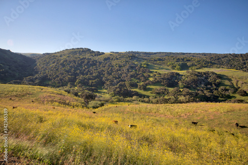 Fototapeta na szkło spring wildflowers in the mountains along Jalama road in central California